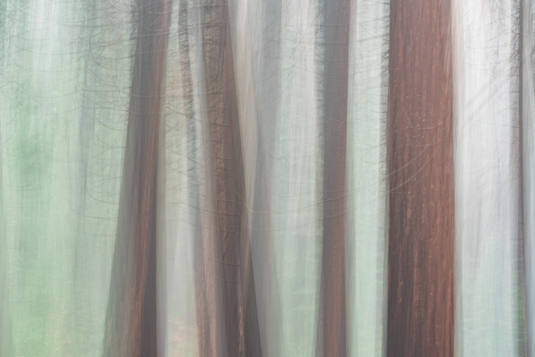 Abstract fine art print - photograph of pine trees at Yosemite National Park, California, USA