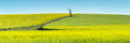 Country fine art print - photograph of canola fields in Tangmangaroo, NSW