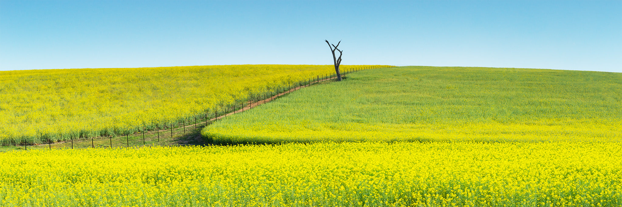 Country fine art print - photograph of canola fields in Tangmangaroo, NSW