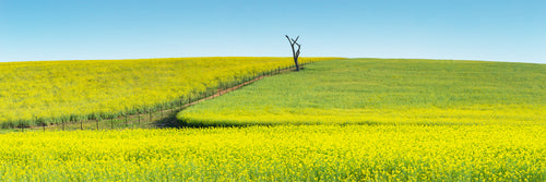 Country fine art print - photograph of canola fields in Tangmangaroo, NSW