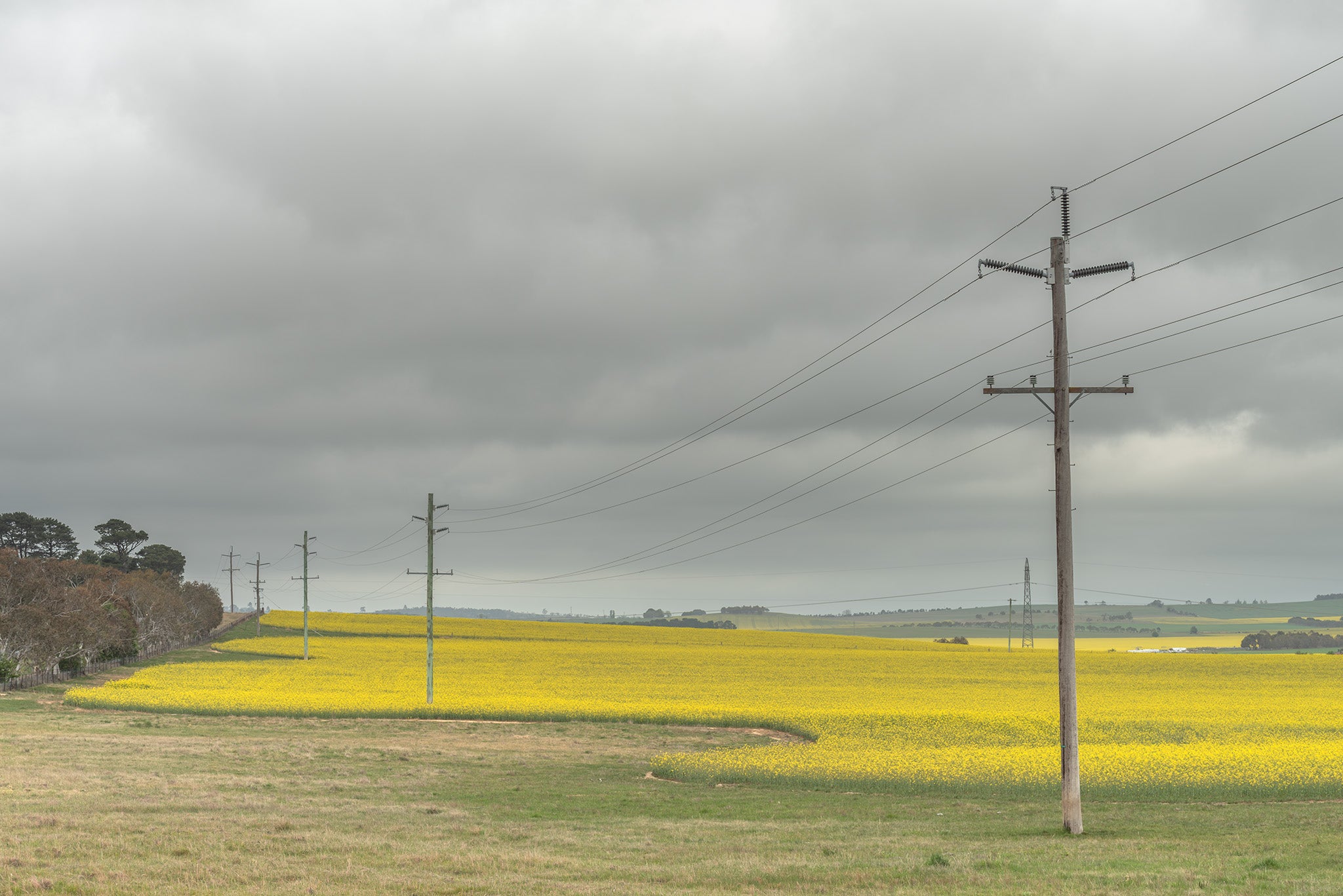 Country fine art print - photograph of canola fields in Goulburn, NSW
