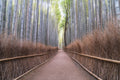 Forest fine art print - photograph of Arashiyama bamboo forest, Kyoto, Japan