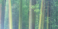 Forest fine art print - photograph of pine forest at Yosemite National Park, California, USA