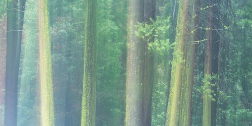 Forest fine art print - photograph of pine forest at Yosemite National Park, California, USA