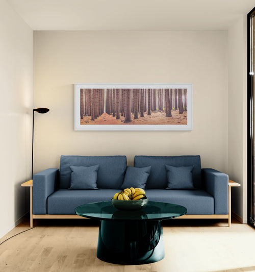 Forest fine art print - photograph of Sugar Pine Walk, NSW