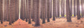 Forest fine art print - photograph of Sugar Pine Walk, NSW