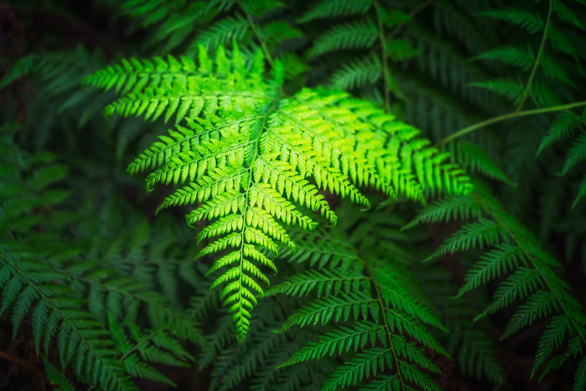 Forest fine art print - photograph of fern in Blue Gum Walk, Hornsby, NSW