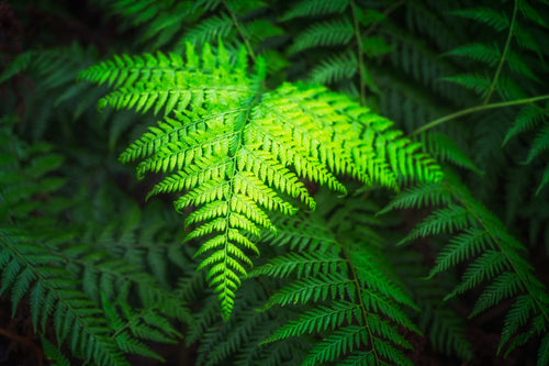 Forest fine art print - photograph of fern in Blue Gum Walk, Hornsby, NSW