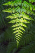 Forest fine art print - photograph of fern in Blue Gum Walk, Hornsby, NSW