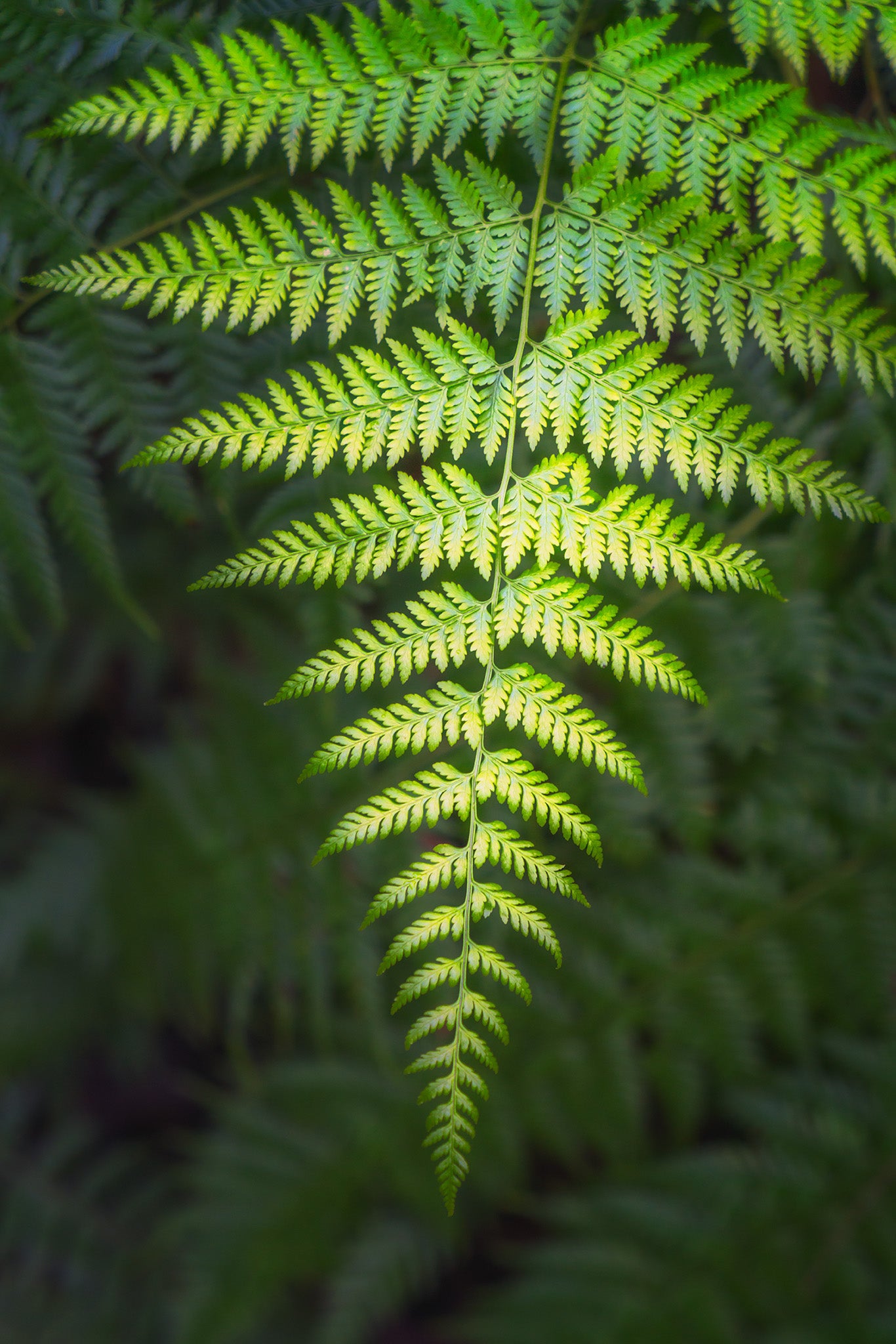 Forest fine art print - photograph of fern in Blue Gum Walk, Hornsby, NSW