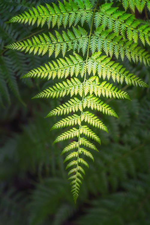 Forest fine art print - photograph of fern in Blue Gum Walk, Hornsby, NSW