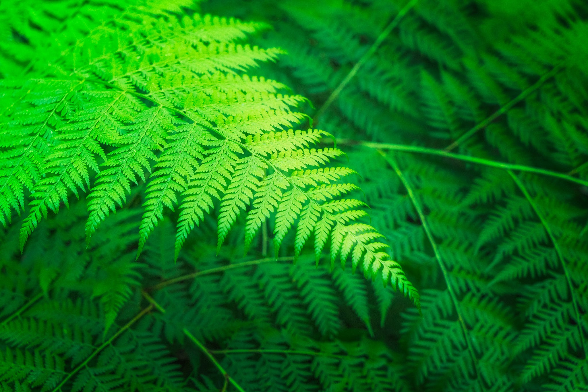 Forest fine art print - photograph of fern in Blue Gum Walk, Hornsby, NSW