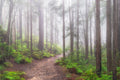 Forest fine art print - photograph of foggy morning at Blue Gum Walk, Hornsby, NSW