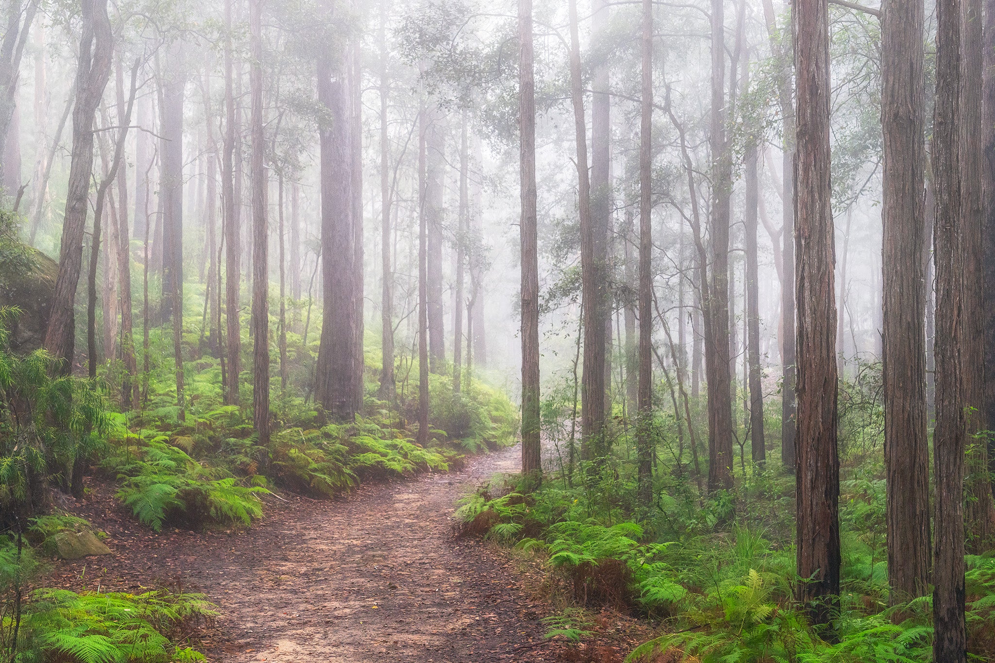 Forest fine art print - photograph of foggy morning at Blue Gum Walk, Hornsby, NSW