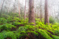 Forest fine art print - photograph of foggy morning at Blue Gum Walk, Hornsby, NSW