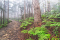 Forest fine art print - photograph of foggy morning at Blue Gum Walk, Hornsby, NSW