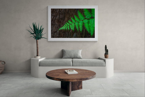 Forest fine art print - photograph of bark and fern at Blue Gum Walk, Hornsby, NSW