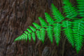 Forest fine art print - photograph of bark and fern at Blue Gum Walk, Hornsby, NSW