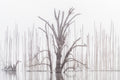 Inland Water fine art print - photograph of a duck and dead trees at Lake Windamere, NSW