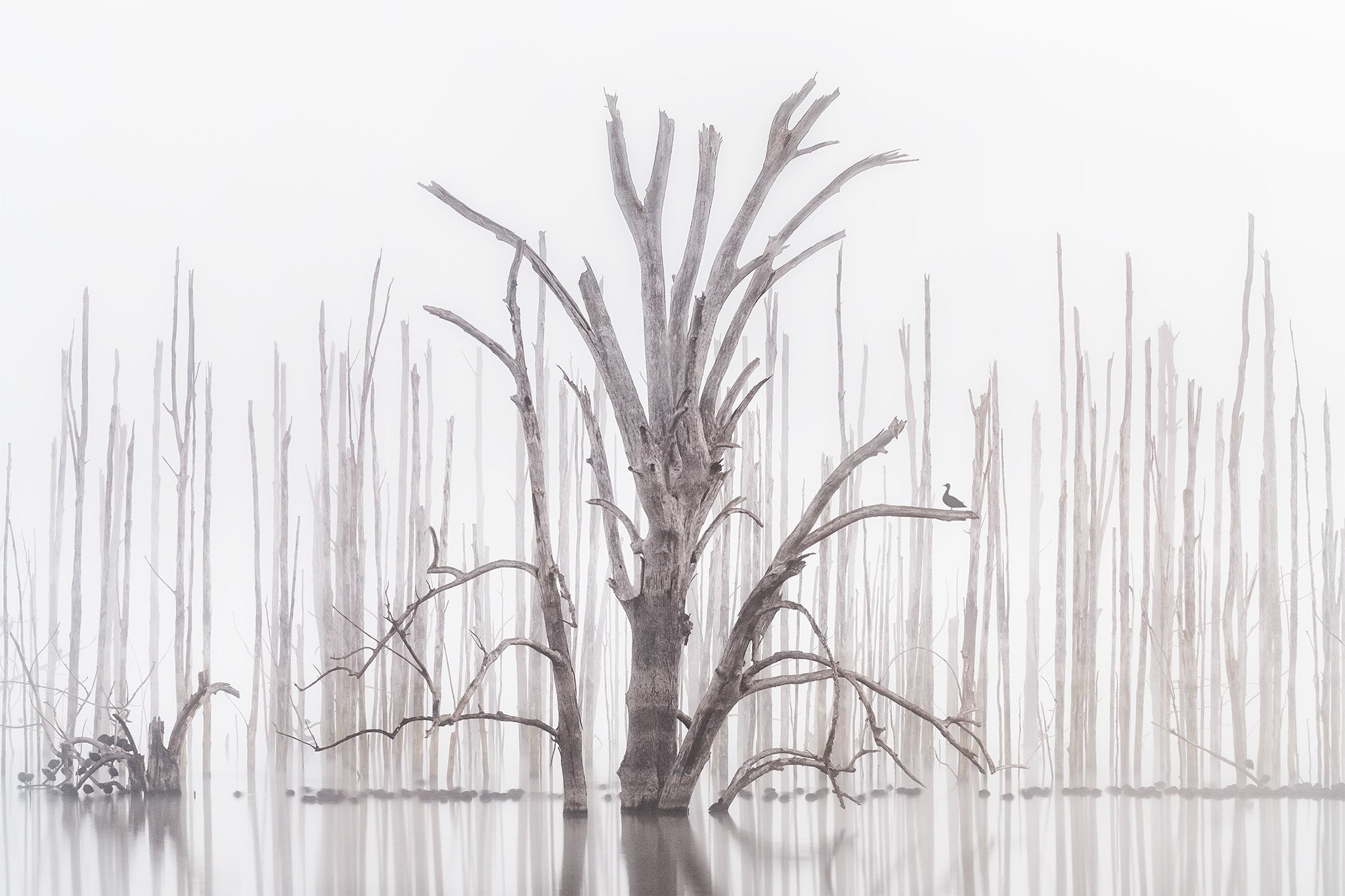 Inland Water fine art print - photograph of a duck and dead trees at Lake Windamere, NSW