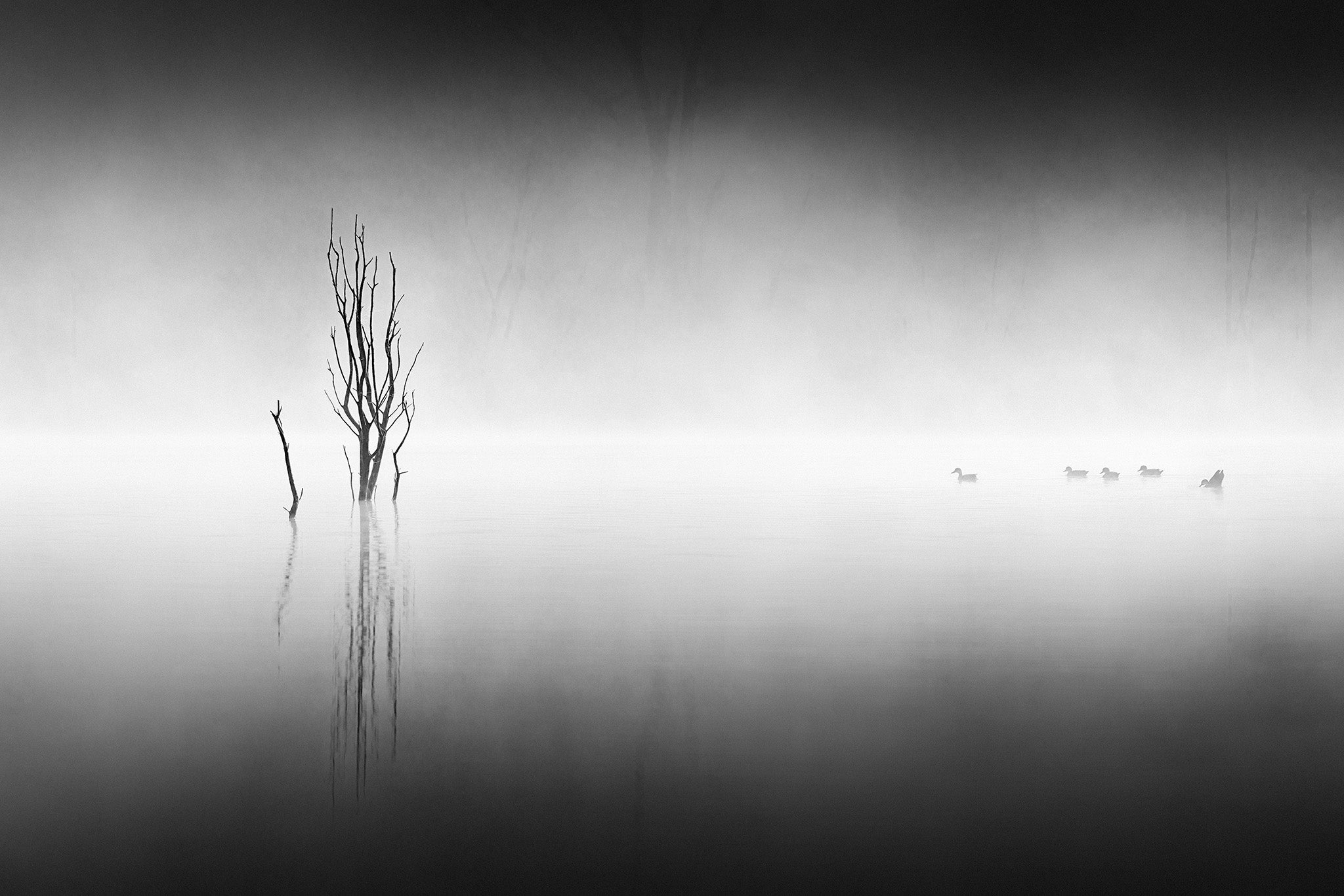 Inland Water fine art print - photograph of a tree and ducks at Lake Windamere, NSW