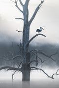Inland Water fine art print - photograph of foggy morning with pelican at Lake Windamere, NSW