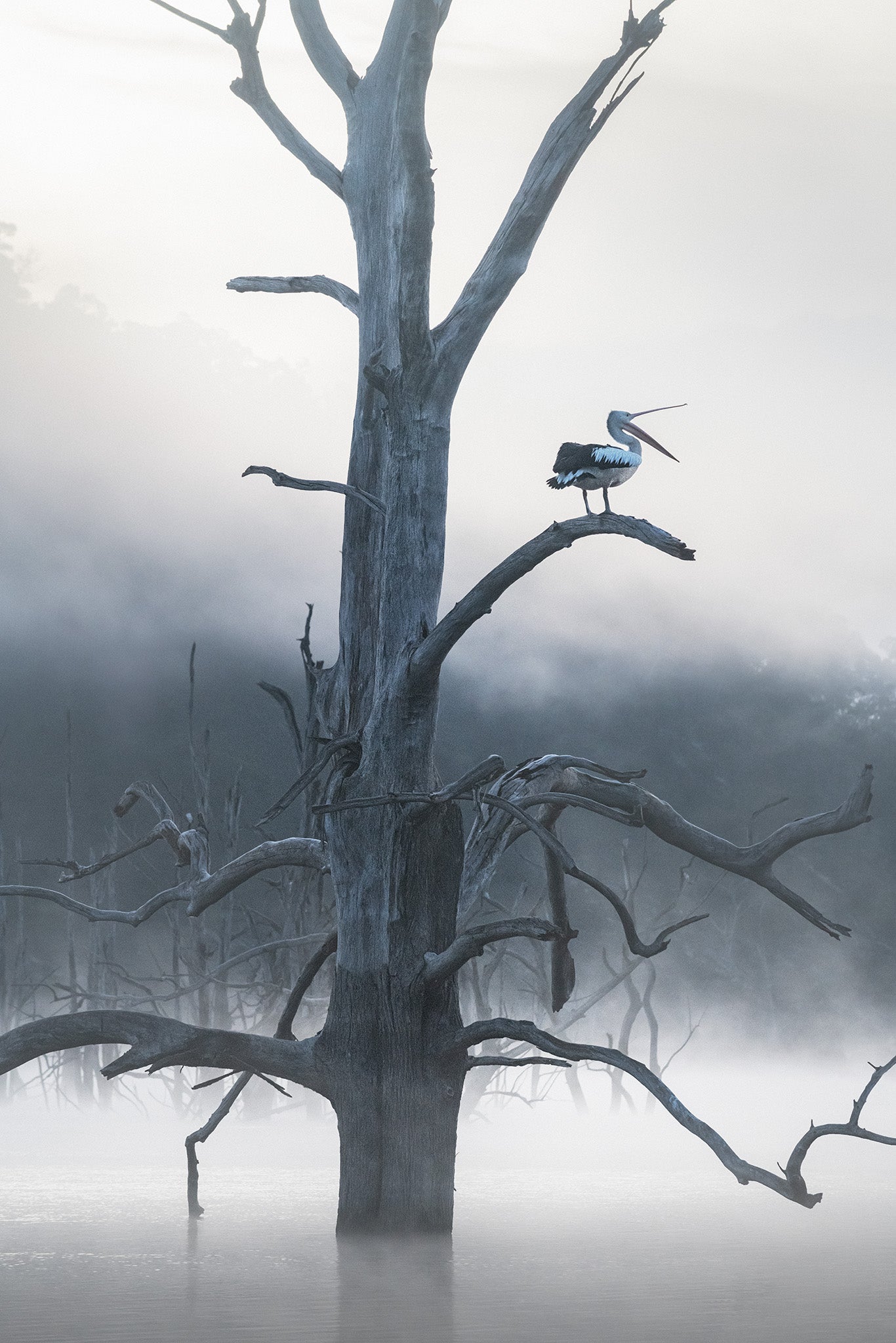 Inland Water fine art print - photograph of foggy morning with pelican at Lake Windamere, NSW