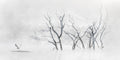 Inland Water fine art print - photograph of trees and pelican at Lake Windamere, NSW