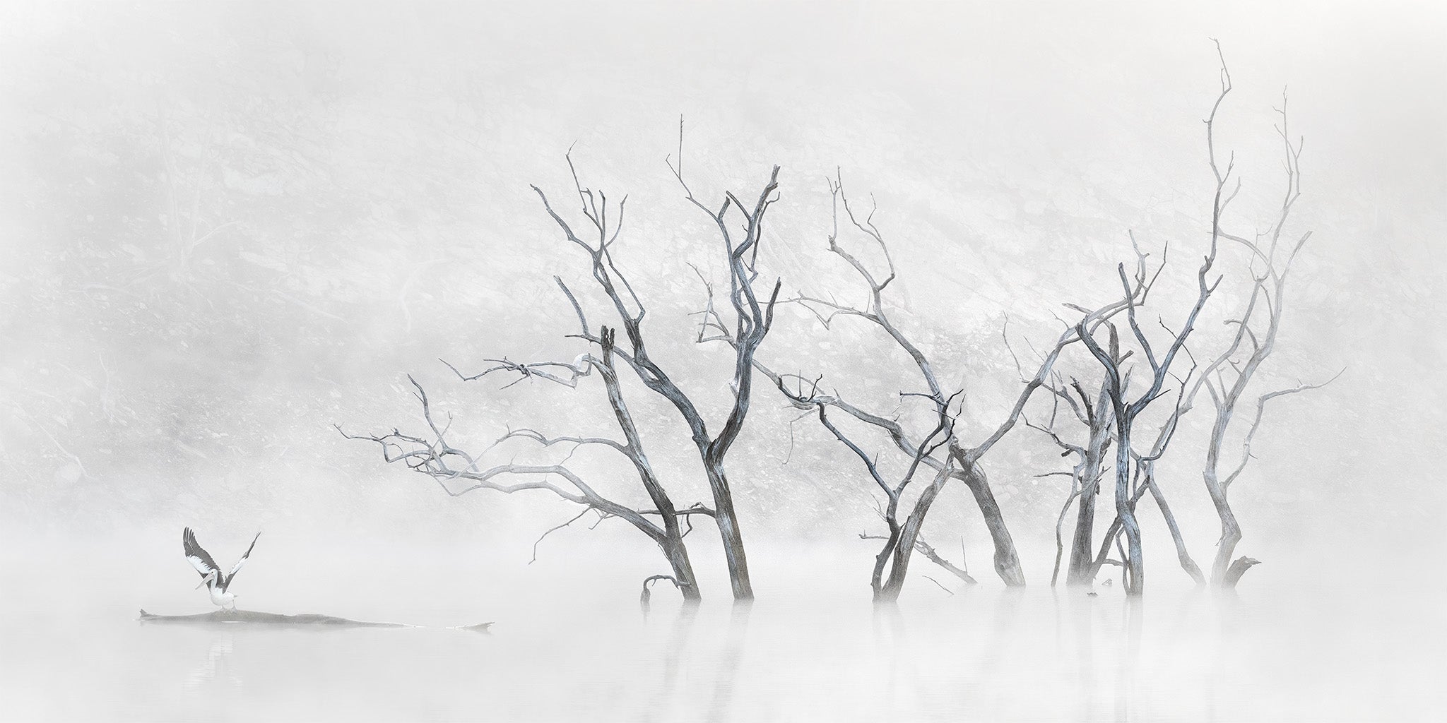 Inland Water fine art print - photograph of trees and pelican at Lake Windamere, NSW