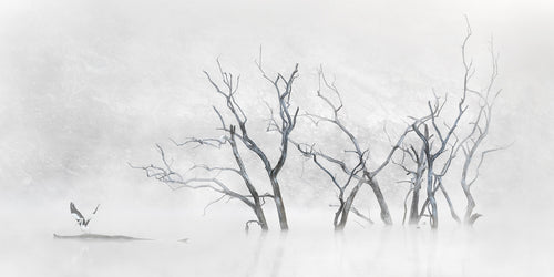 Inland Water fine art print - photograph of trees and pelican at Lake Windamere, NSW