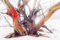 Snow Gums fine art print - photograph of snow gum at Dead Horse Gap, Kosciuszko National Park, NSW