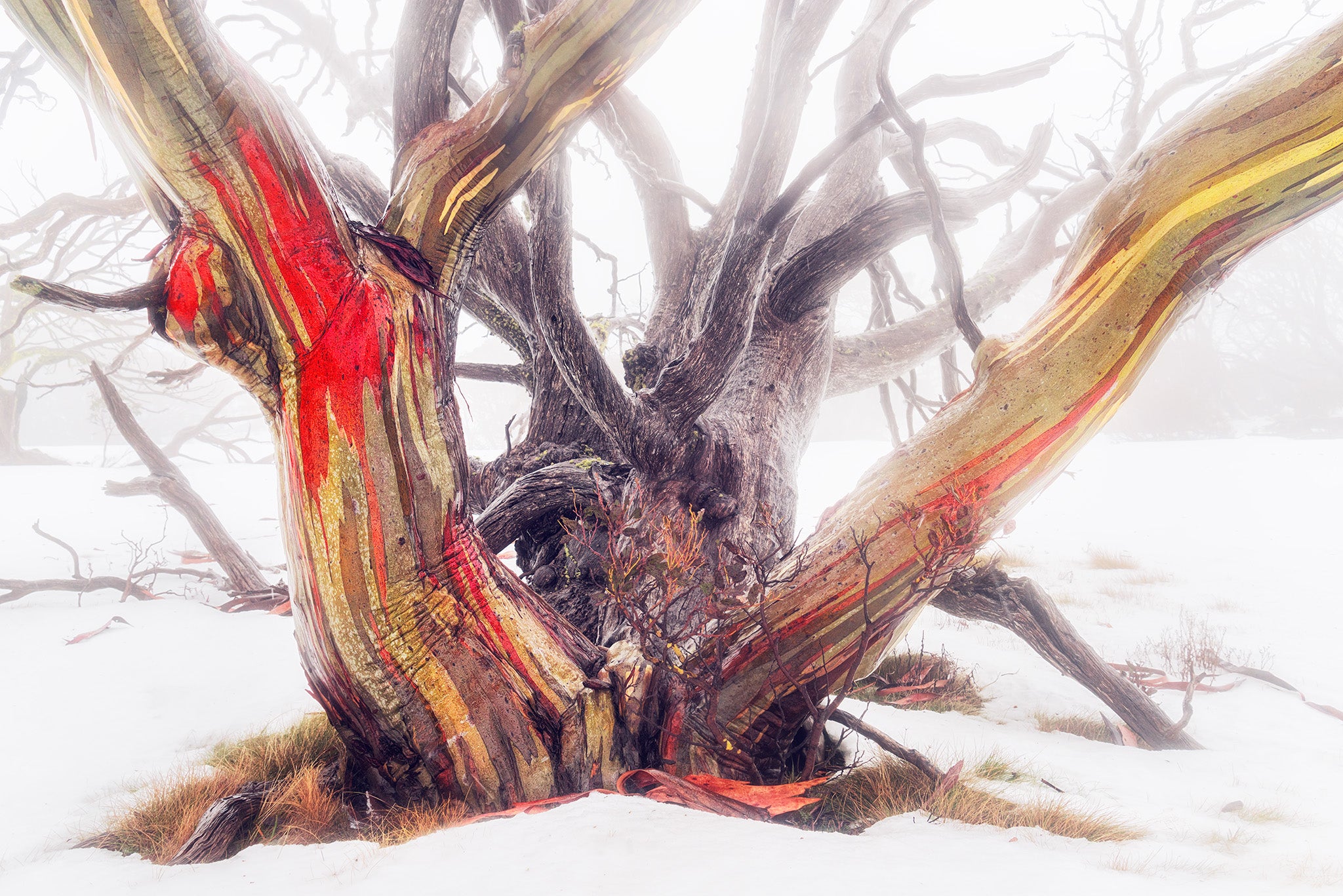 Snow Gums fine art print - photograph of snow gum at Dead Horse Gap, Kosciuszko National Park, NSW
