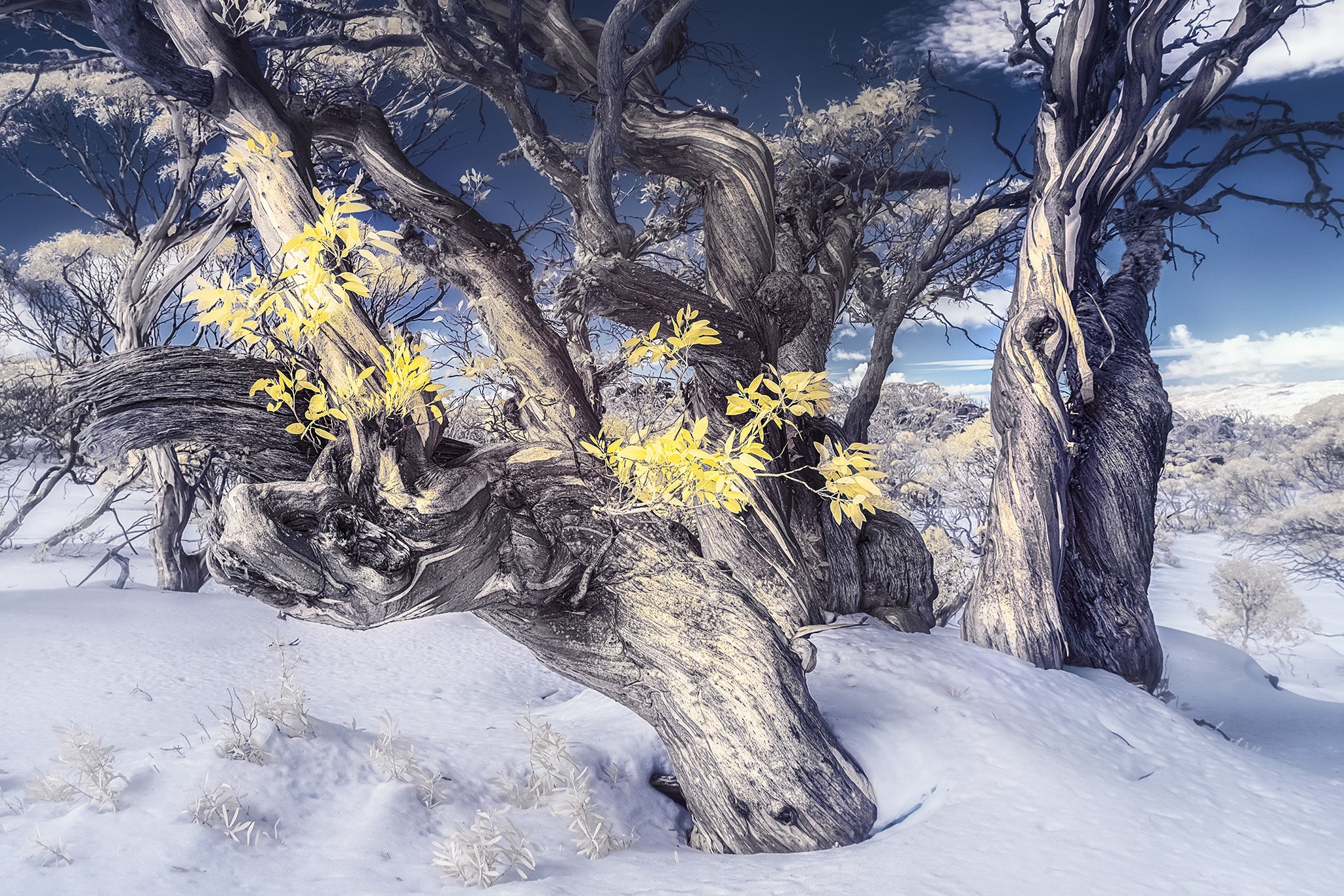 Snow Gums fine art print - photograph of snow gums at Dead Horse Gap, Kosciuszko National Park, NSW