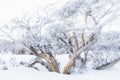Snow Gums fine art print - photograph of snow gums at Dead Horse Gap, Kosciuszko National Park, NSW