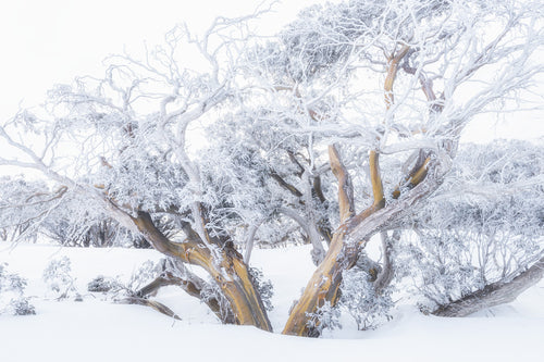 Snow Gums fine art print - photograph of snow gums at Dead Horse Gap, Kosciuszko National Park, NSW