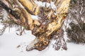 Snow Gums fine art print - photograph of snow gum at Mt Selwyn, Kosciuszko National Park, NSW