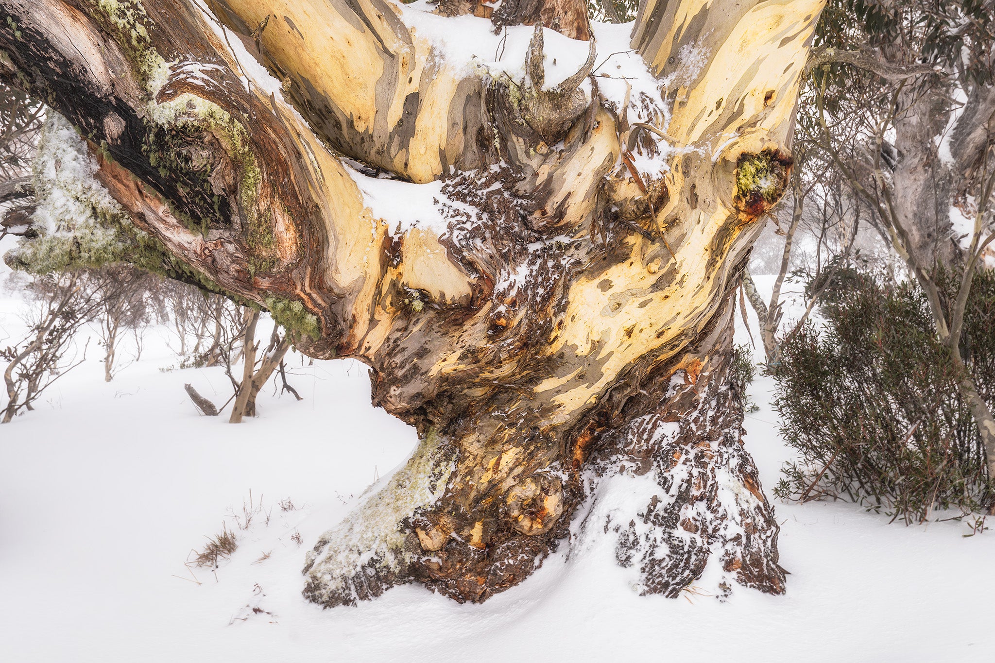 Snow Gums fine art print - photograph of snow gum at Mt Selwyn, Kosciuszko National Park, NSW