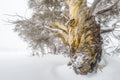 Snow Gums fine art print - photograph of snow gum at Mt Selwyn, Kosciuszko National Park, NSW