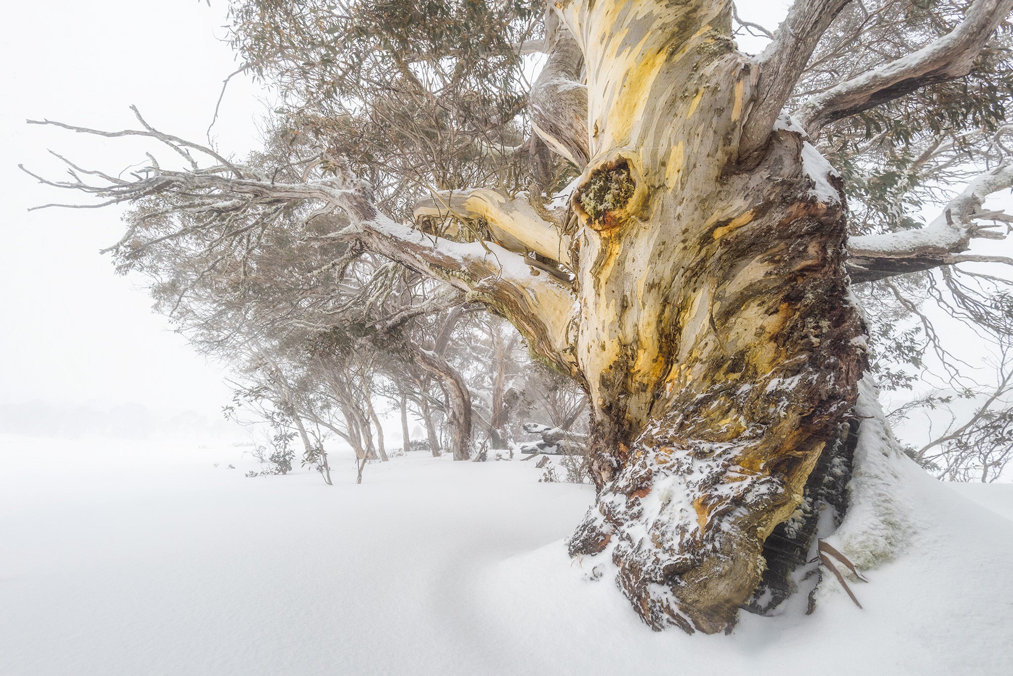 Snow Gums fine art print - photograph of snow gum at Mt Selwyn, Kosciuszko National Park, NSW