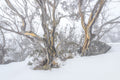 Snow Gums fine art print - photograph of snow gums at Dead Horse Gap, Kosciuszko National Park, NSW
