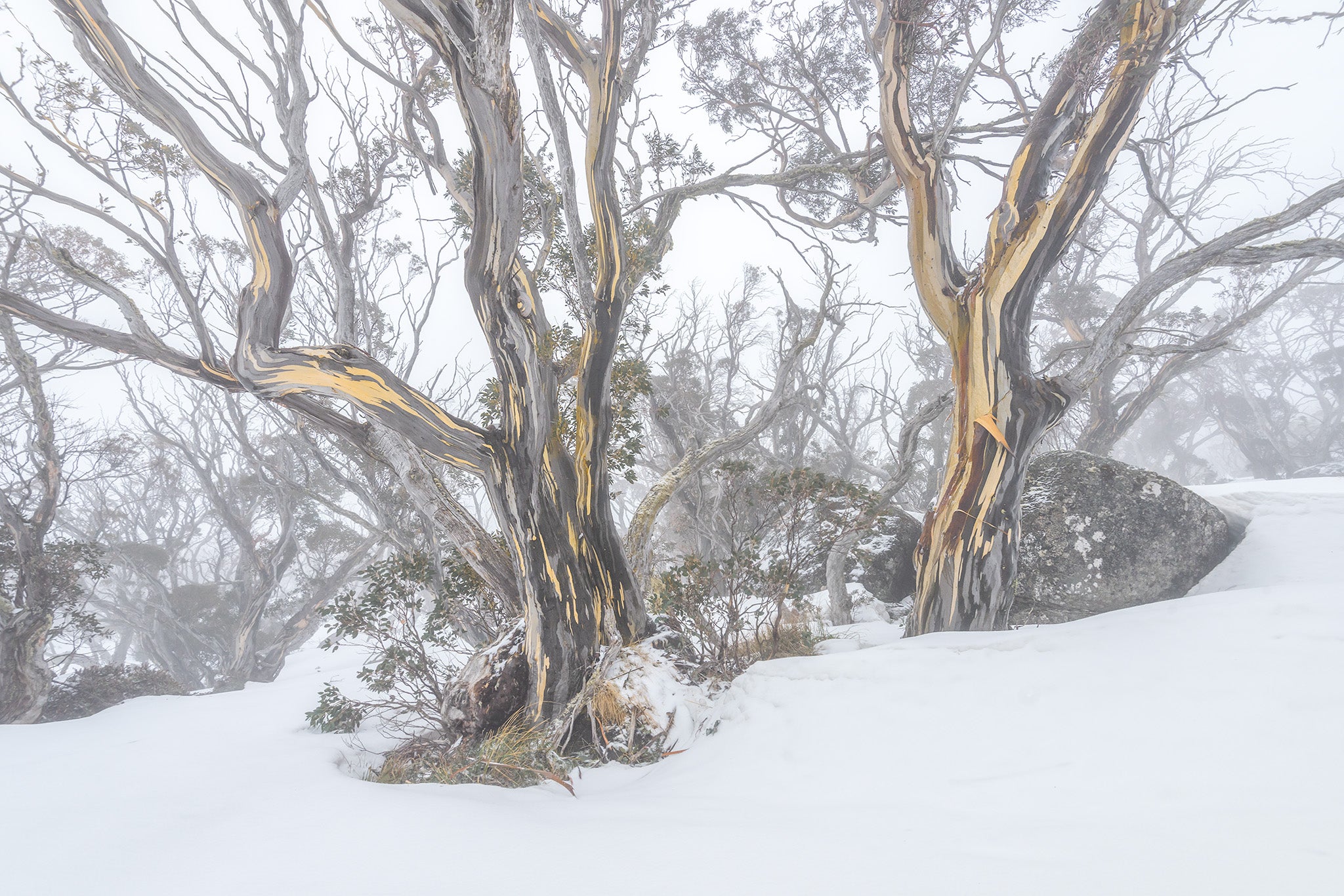 Snow Gums fine art print - photograph of snow gums at Dead Horse Gap, Kosciuszko National Park, NSW