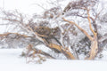 Snow Gums fine art print - photograph of snow gums at Dead Horse Gap, Kosciuszko National Park, NSW