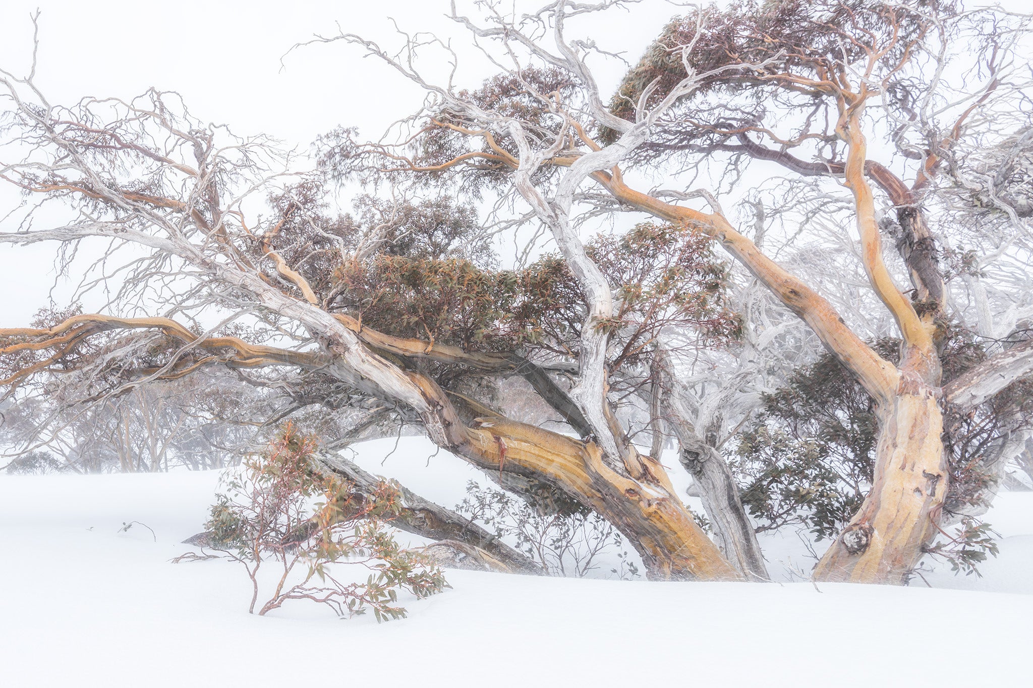 Snow Gums fine art print - photograph of snow gums at Dead Horse Gap, Kosciuszko National Park, NSW