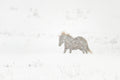 Snow fine art print - photograph of brumby at Long Plain, NSW