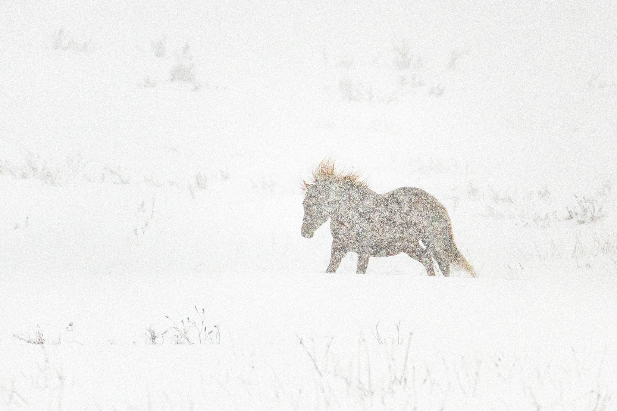 Snow fine art print - photograph of brumby at Long Plain, NSW