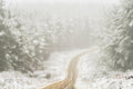 Snow fine art print - photograph of pine forest at Laurel Hill, NSW