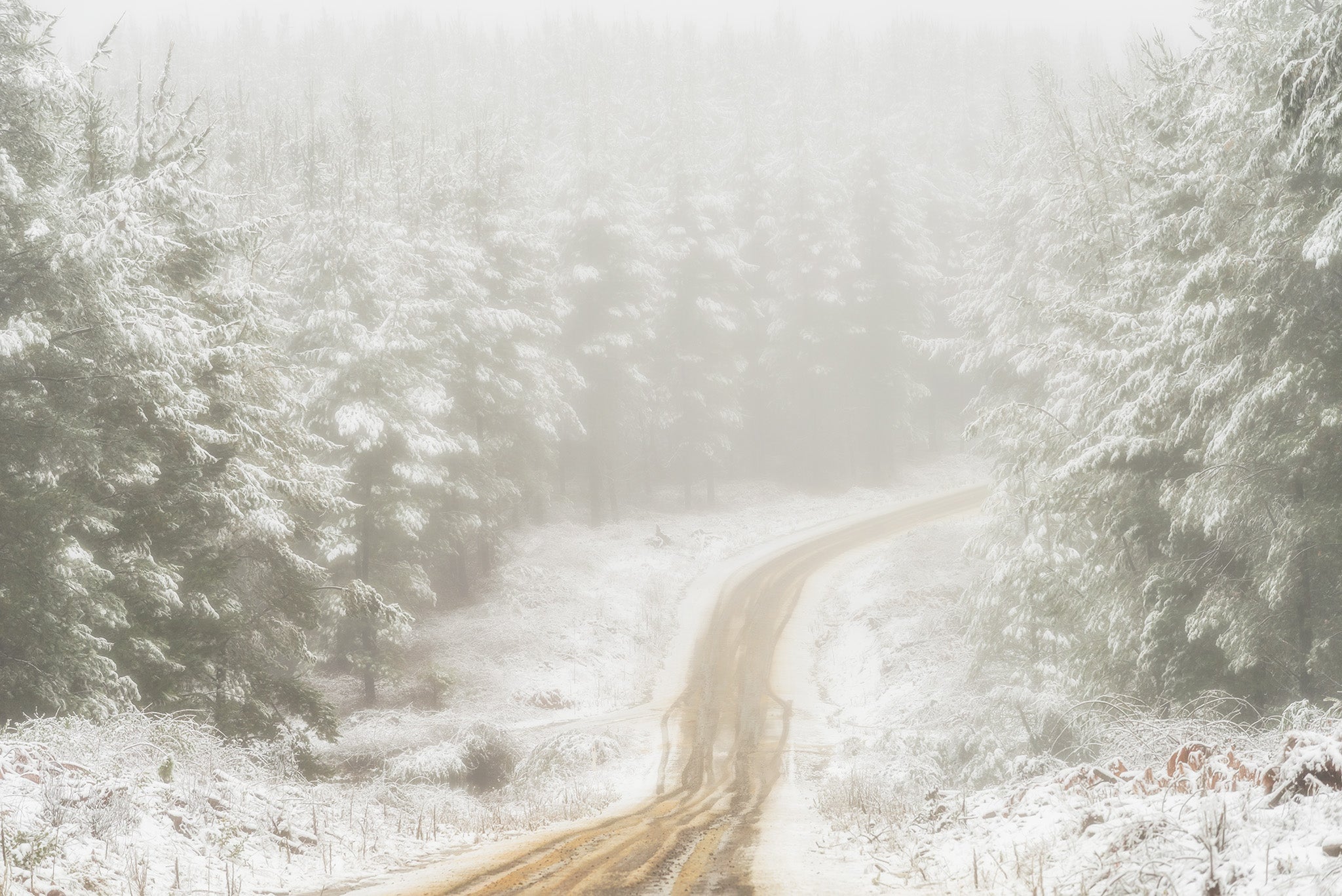 Snow fine art print - photograph of pine forest at Laurel Hill, NSW