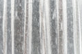 Snow fine art print - photograph of snowy pine forest at Sugar Pine Walk, NSW