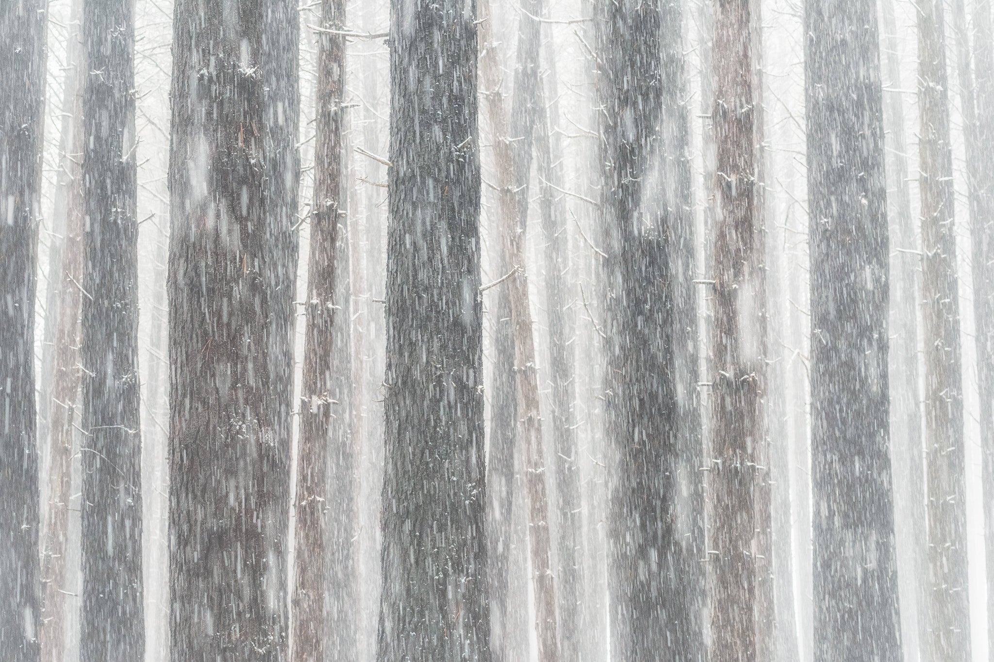 Snow fine art print - photograph of snowy pine forest at Sugar Pine Walk, NSW