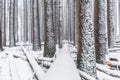 Snow fine art print - photograph of snow at Sugar Pine Walk, NSW